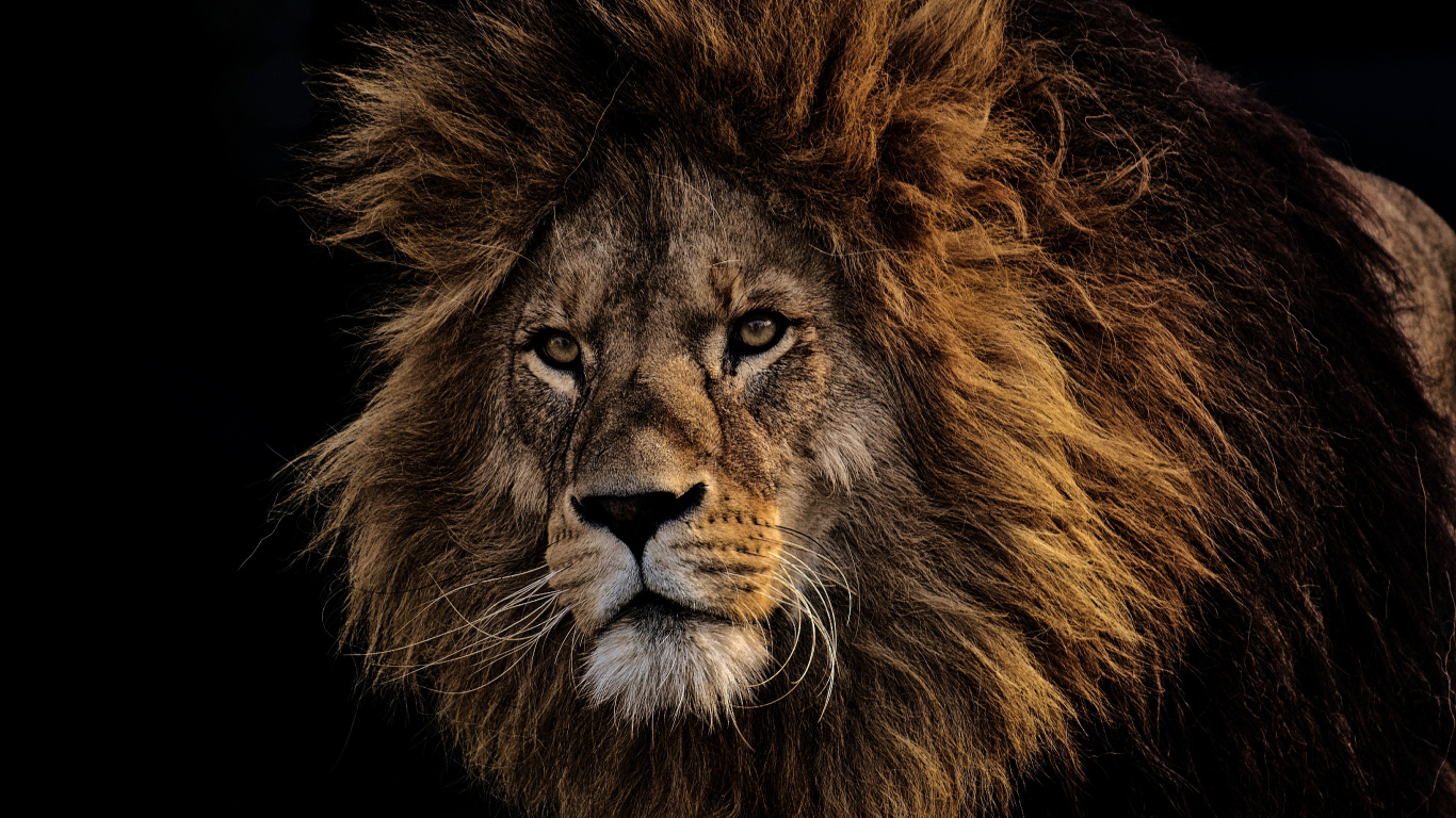 Lion Sur Fond Noir en Photographie Rapprochée. Wallpaper in 1366x768 Resolution