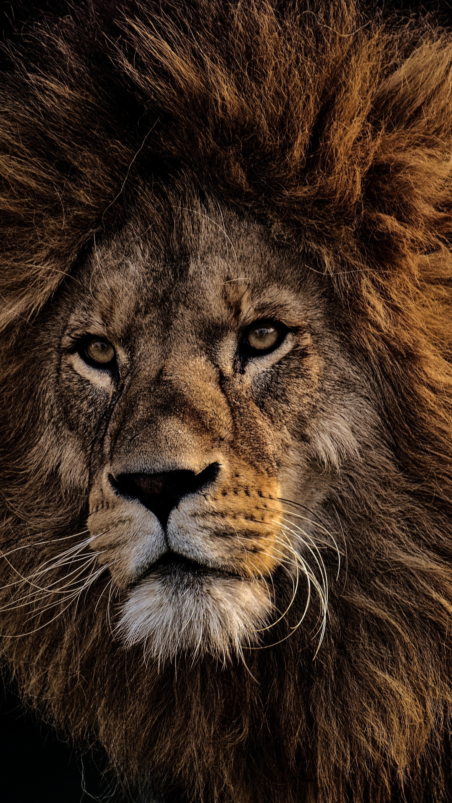 Lion Sur Fond Noir en Photographie Rapprochée. Wallpaper in 1440x2560 Resolution