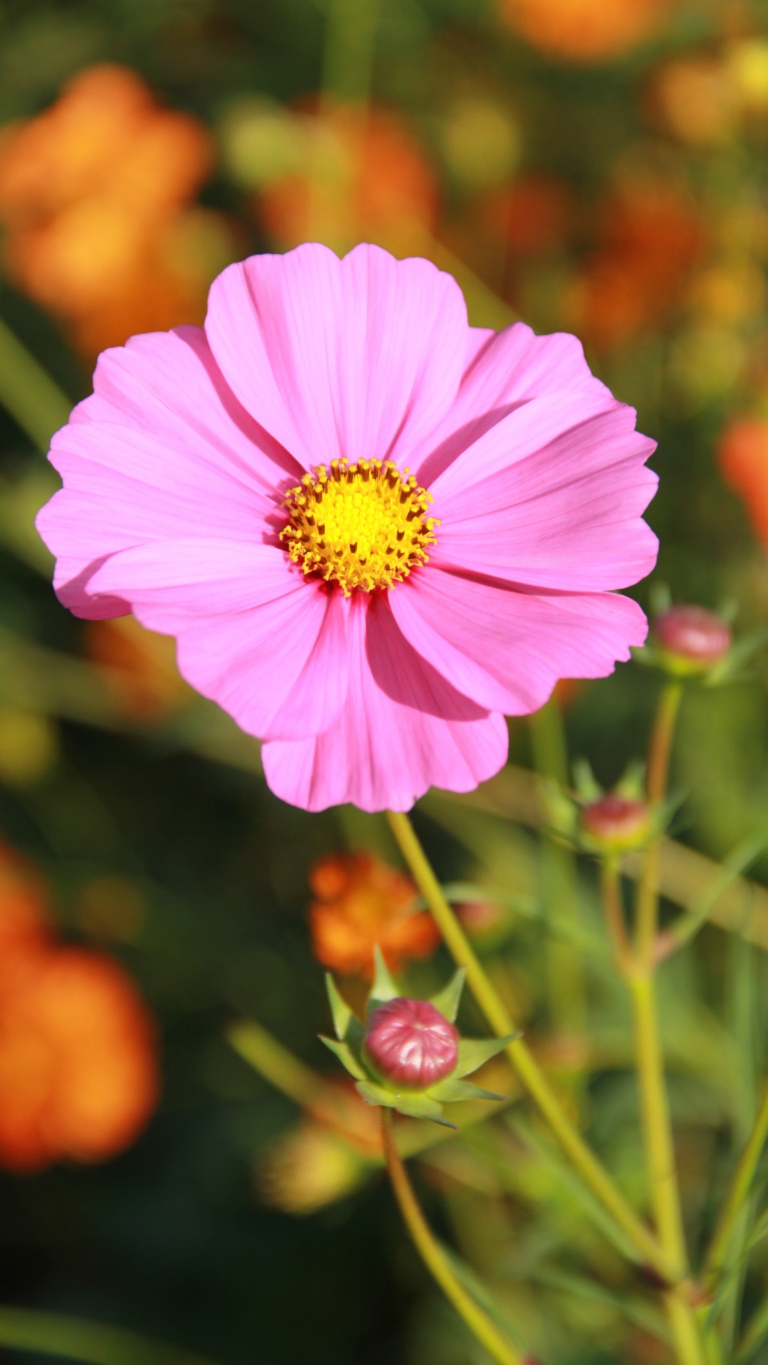 Pink Cosmos Flower in Bloom During Daytime. Wallpaper in 1080x1920 Resolution