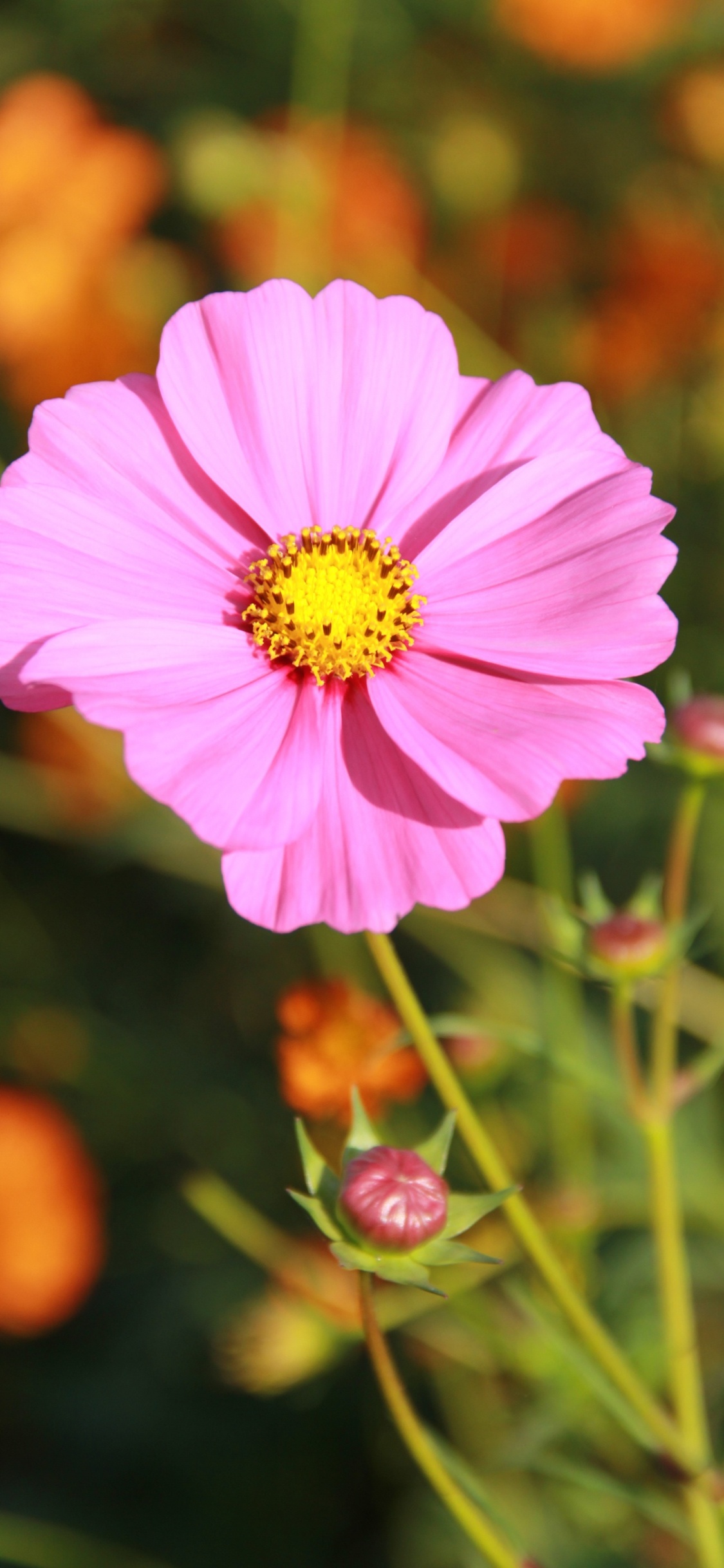Pink Cosmos Flower in Bloom During Daytime. Wallpaper in 1125x2436 Resolution