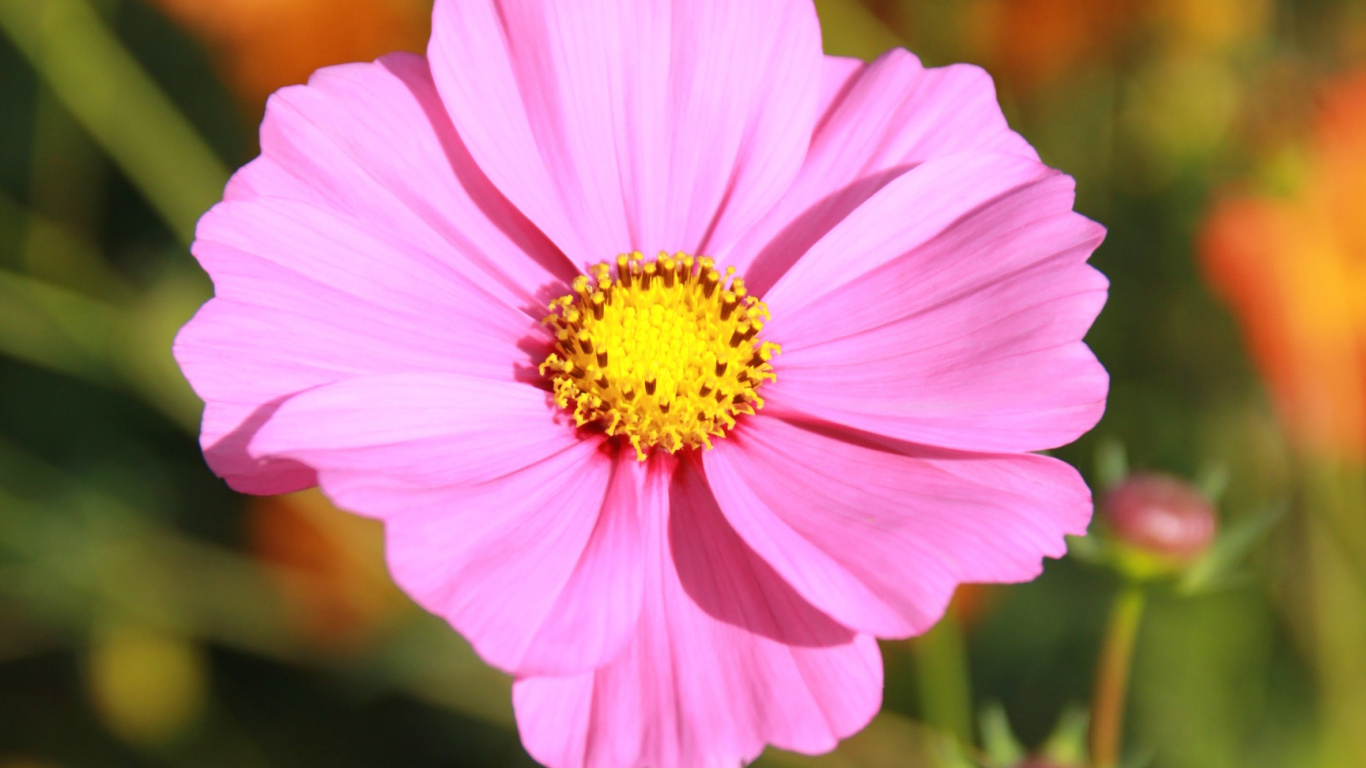 Pink Cosmos Flower in Bloom During Daytime. Wallpaper in 1366x768 Resolution