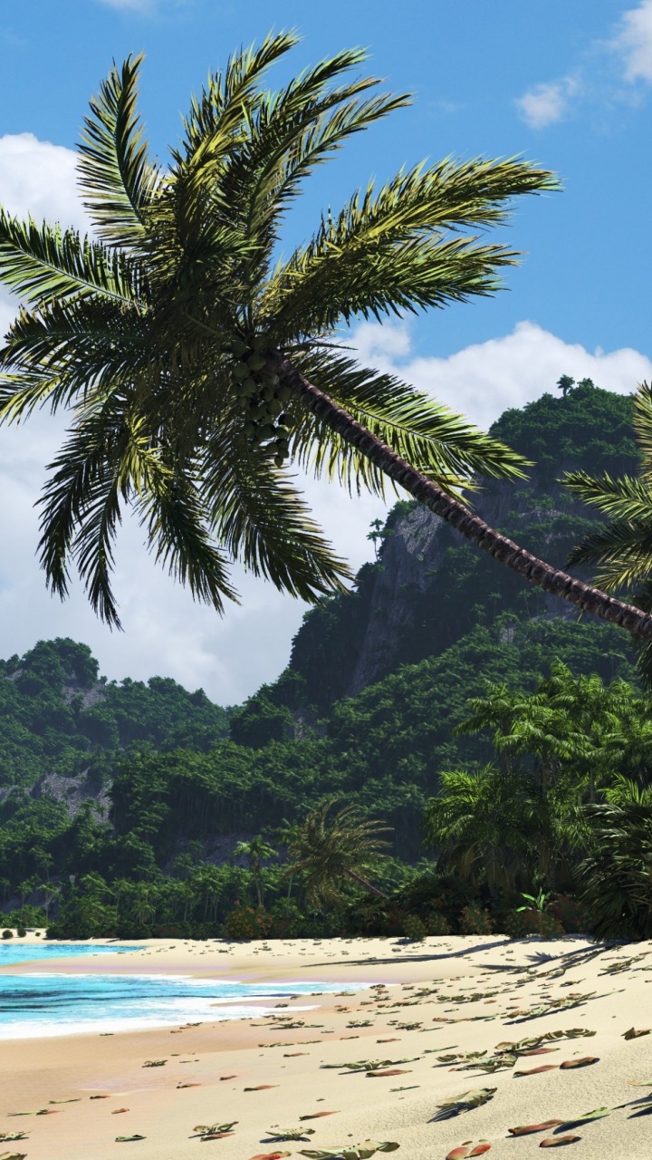 Green Palm Tree on Beach During Daytime. Wallpaper in 720x1280 Resolution