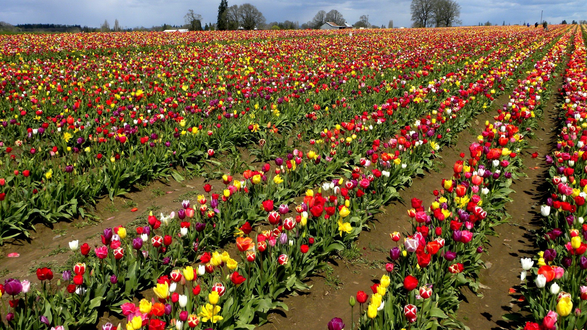 Champ de Fleurs Rouges Jaunes et Blanches Pendant la Journée. Wallpaper in 1920x1080 Resolution