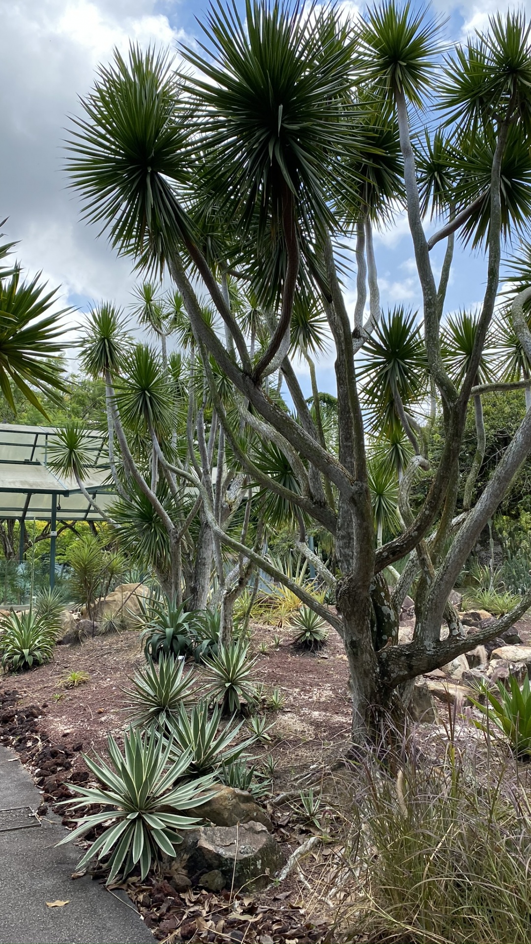Végétation, Biome, Les Landes, Plante, Plante de la Communauté. Wallpaper in 1080x1920 Resolution