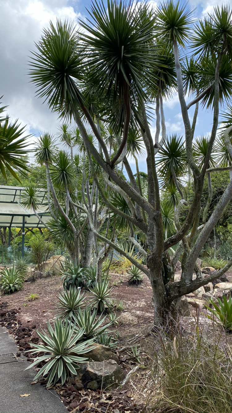 Végétation, Biome, Les Landes, Plante, Plante de la Communauté. Wallpaper in 750x1334 Resolution