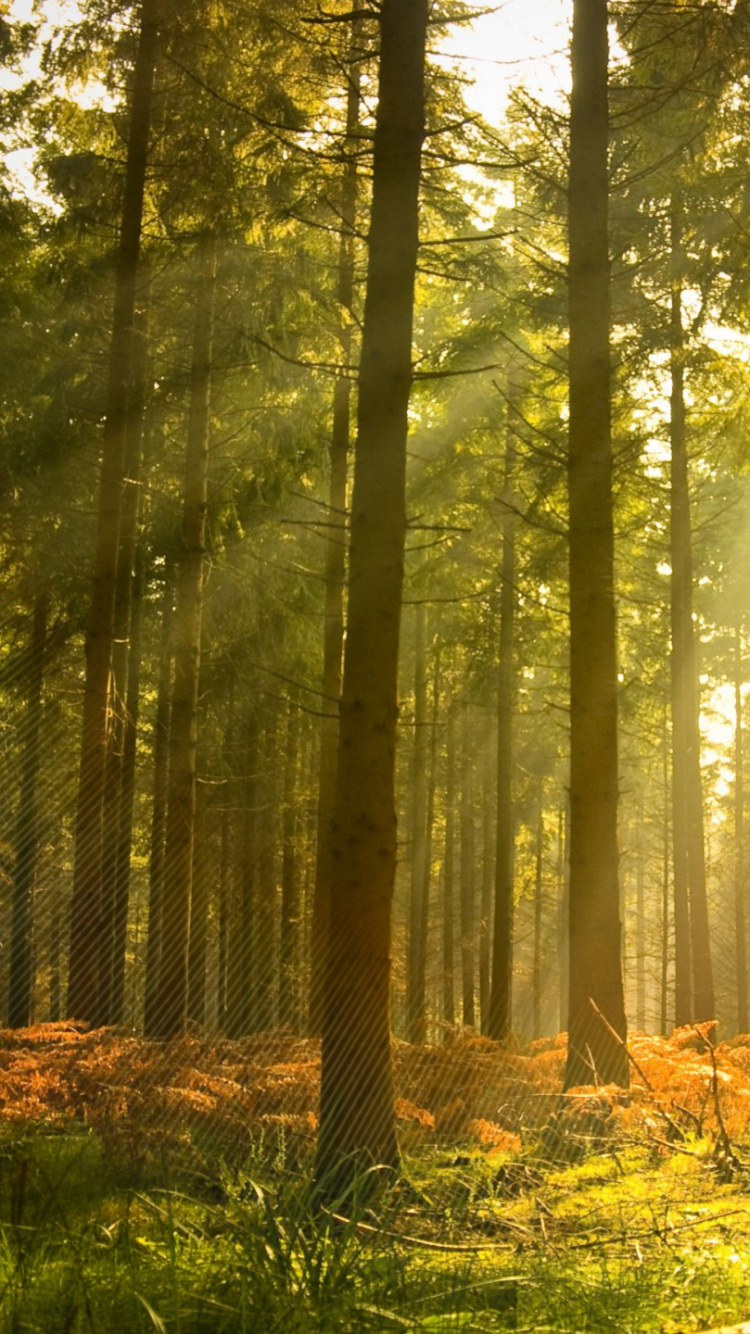 Arbres Verts Sur Terrain D'herbe Verte Pendant la Journée. Wallpaper in 750x1334 Resolution