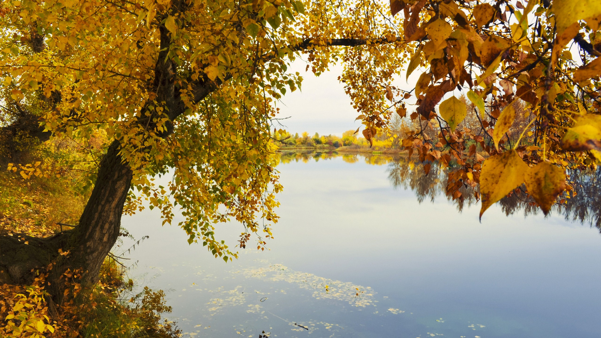 Feuilles Vertes et Jaunes Sur Une Branche D'arbre Au-dessus du Lac. Wallpaper in 1920x1080 Resolution