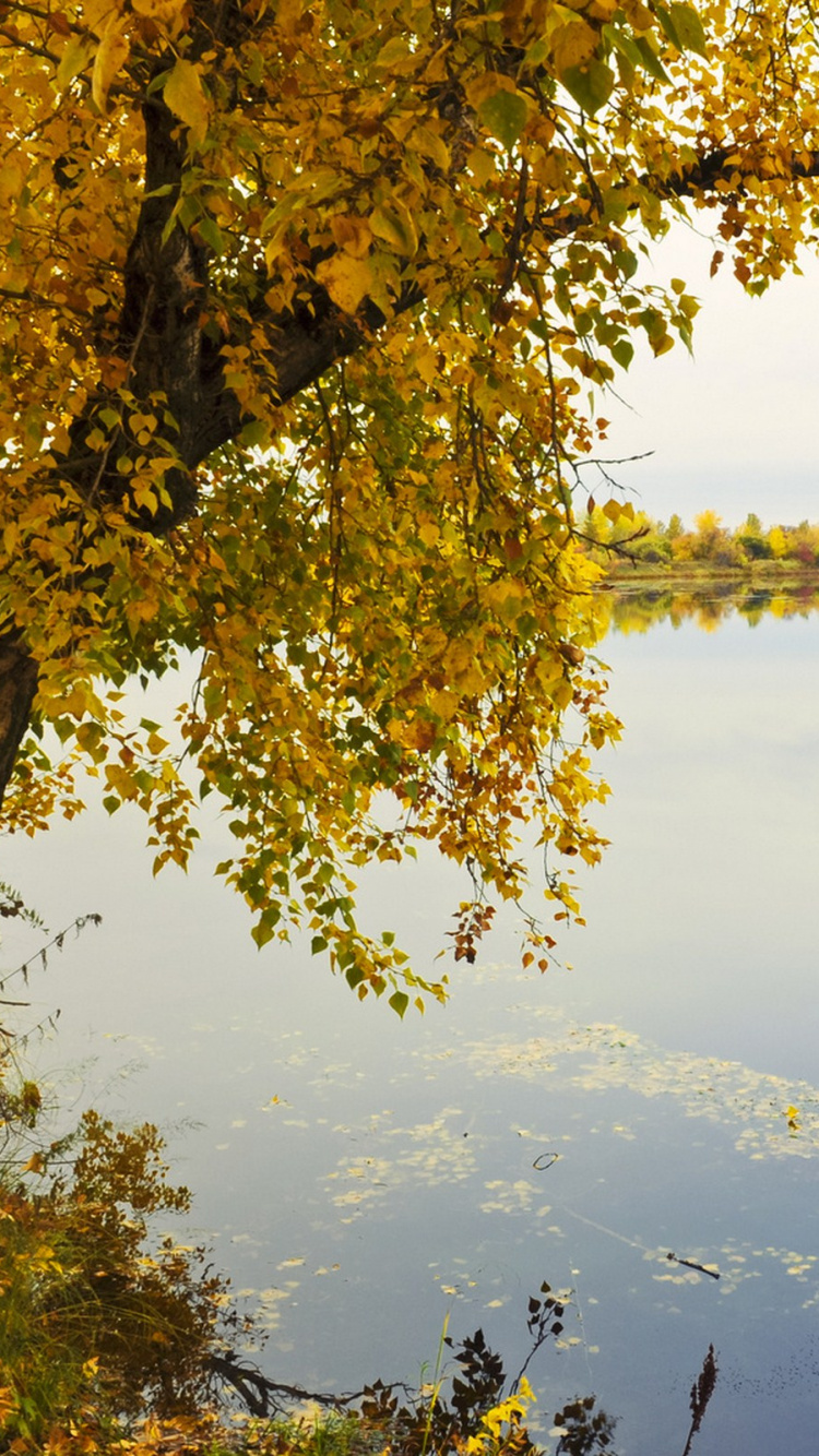 Feuilles Vertes et Jaunes Sur Une Branche D'arbre Au-dessus du Lac. Wallpaper in 750x1334 Resolution