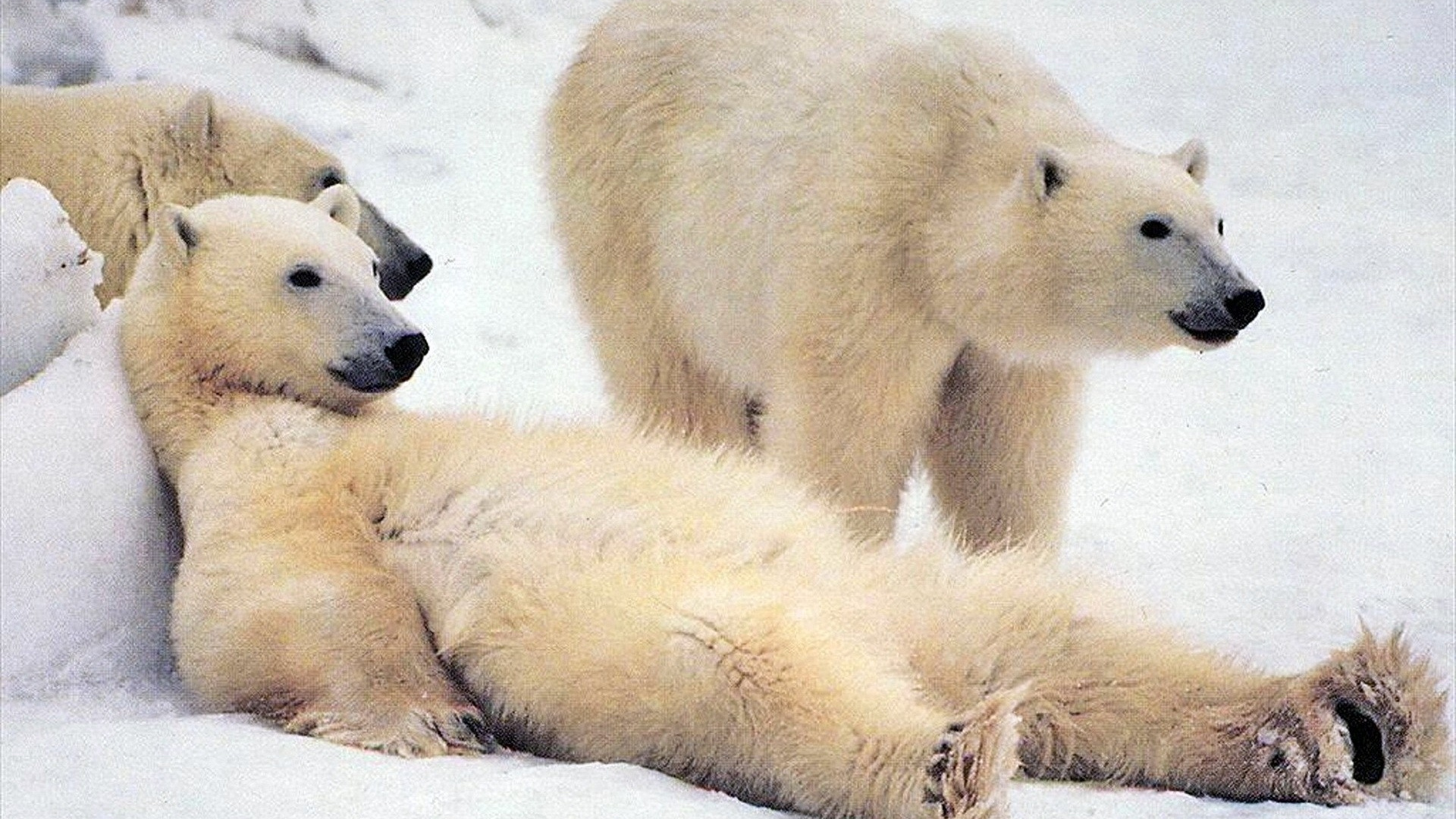 Eisbär, Der Tagsüber Auf Schneebedecktem Boden Liegt. Wallpaper in 1920x1080 Resolution