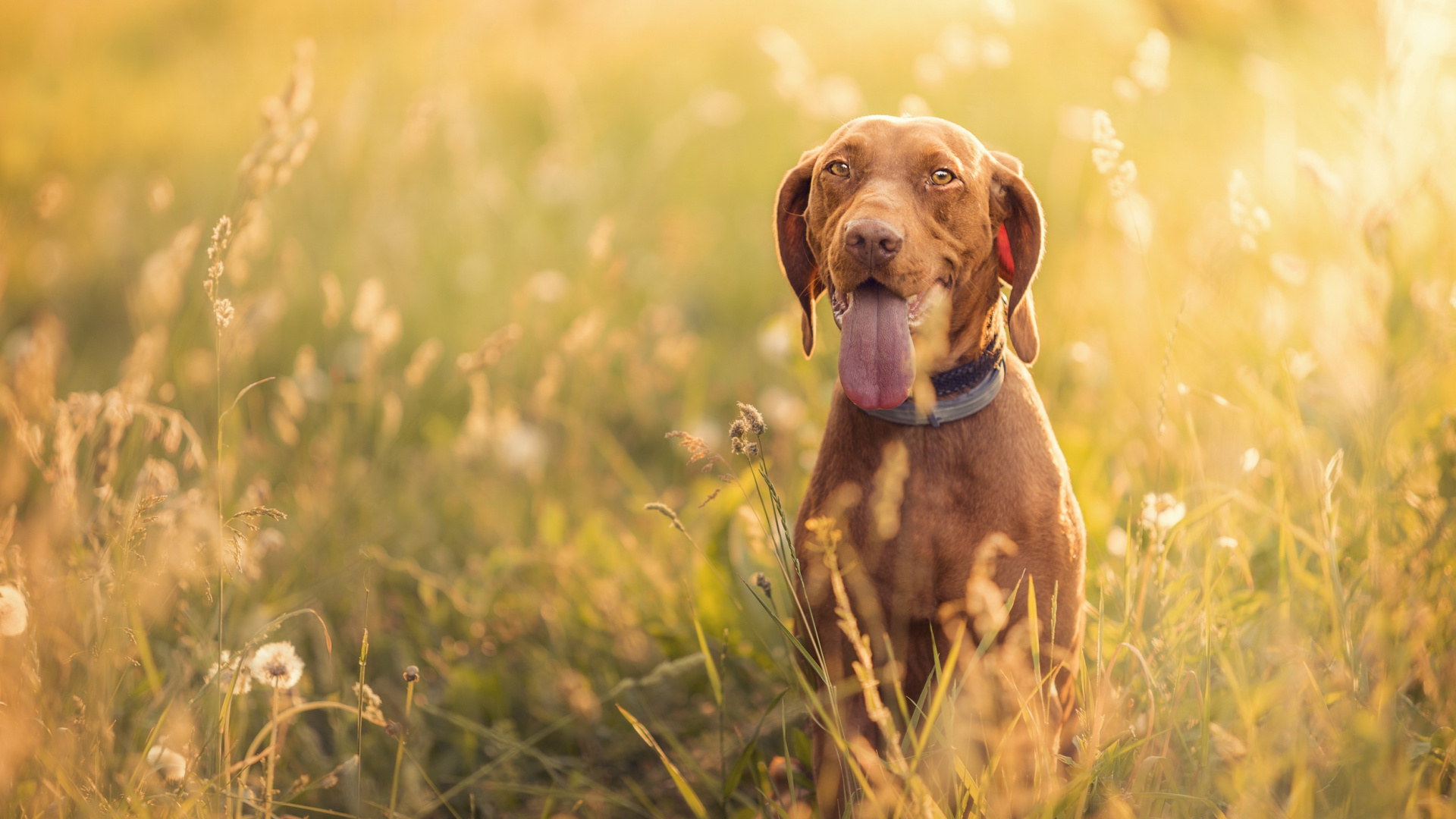 Brown Short Coated Dog on Green Grass Field During Daytime. Wallpaper in 1920x1080 Resolution