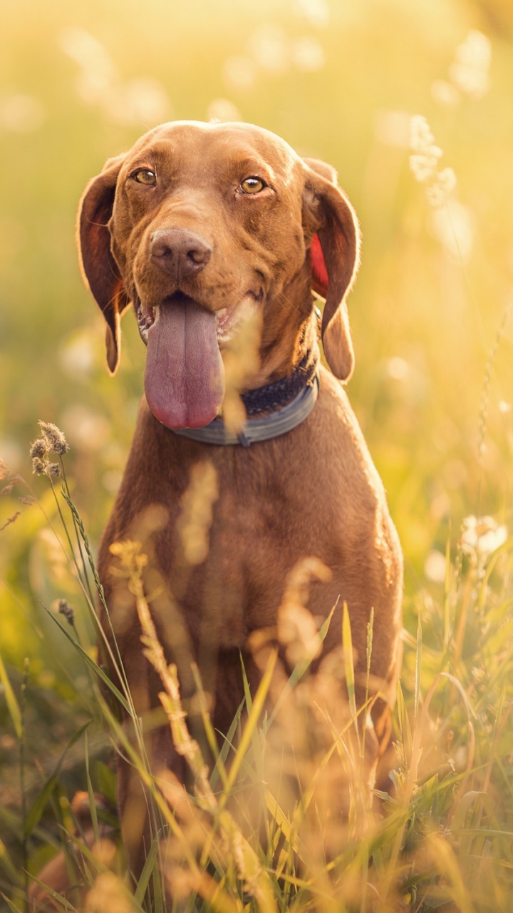 Brown Short Coated Dog on Green Grass Field During Daytime. Wallpaper in 720x1280 Resolution