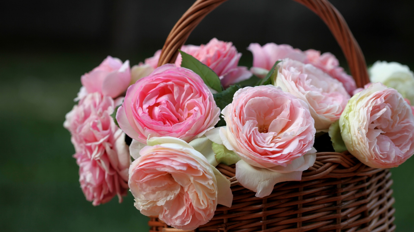 Rosa Rosen im Braunen Geflochtenen Korb. Wallpaper in 1366x768 Resolution