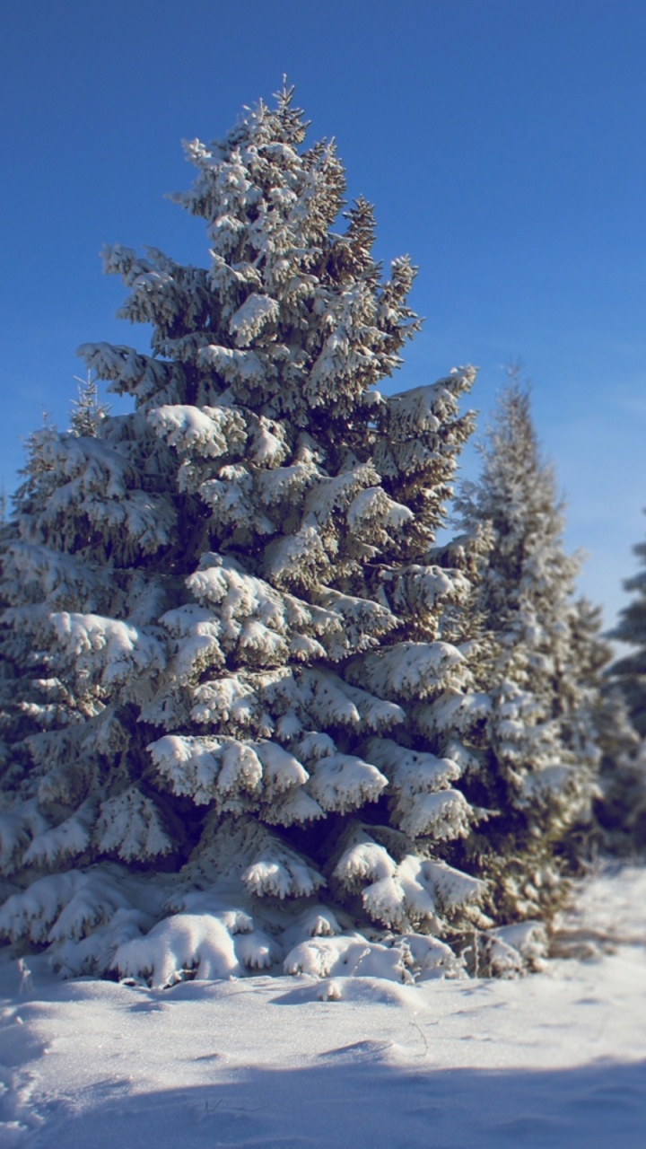 Pinos Cubiertos de Nieve Durante el Día. Wallpaper in 720x1280 Resolution