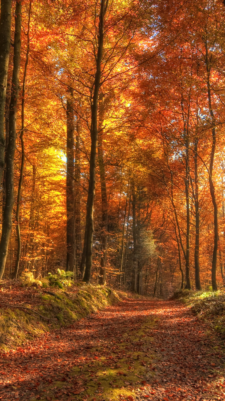 Arbres Bruns et Verts Pendant la Journée. Wallpaper in 750x1334 Resolution