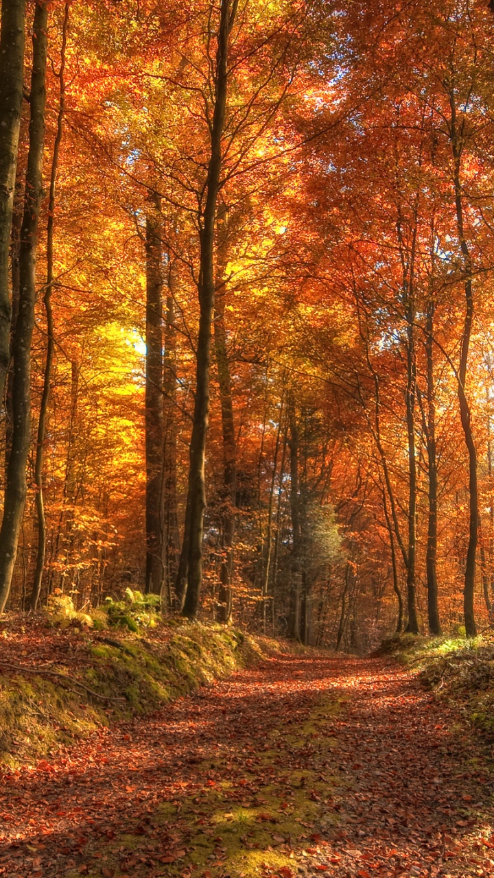 Brown and Green Trees During Daytime. Wallpaper in 720x1280 Resolution