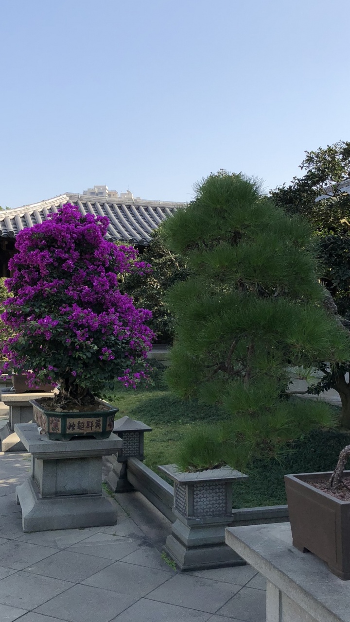 Hong Kong, Tree, Bonsai, Flowerpot, Flower. Wallpaper in 720x1280 Resolution