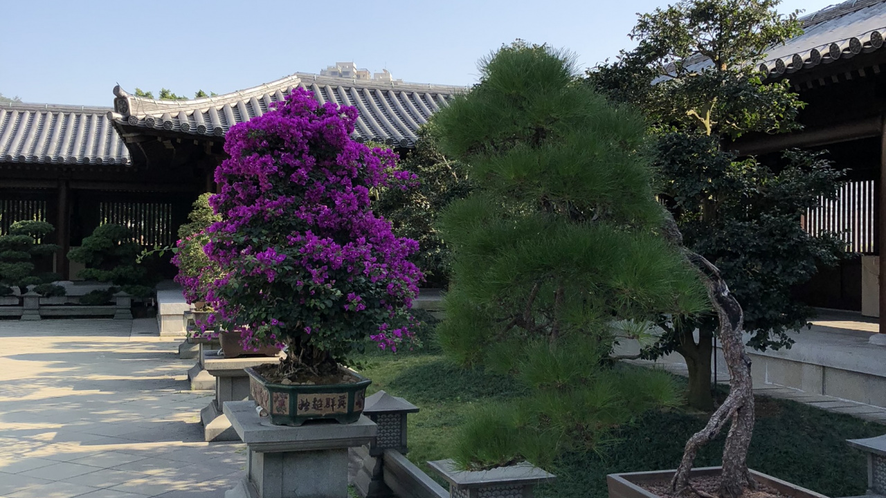 香港, 盆景, 花盆, 灌木, 花园 壁纸 1280x720 允许