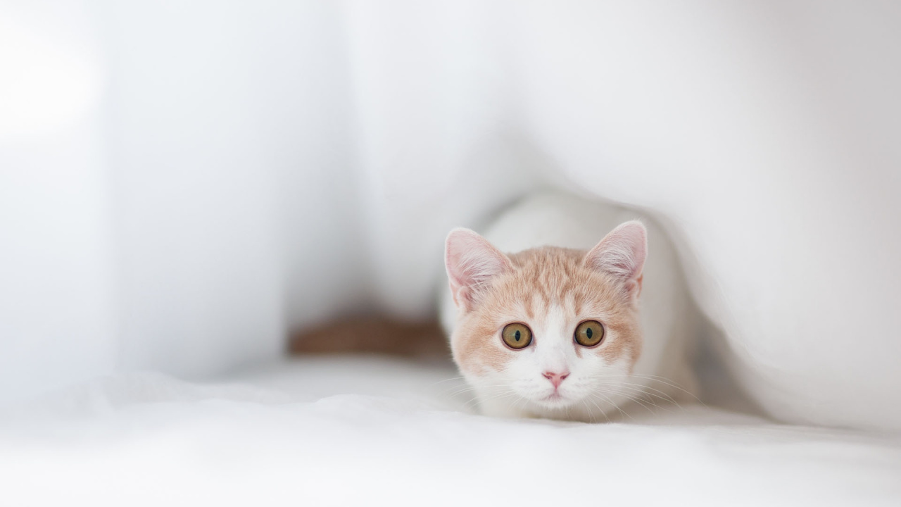 小猫, 小白, 可爱 壁纸 1280x720 允许