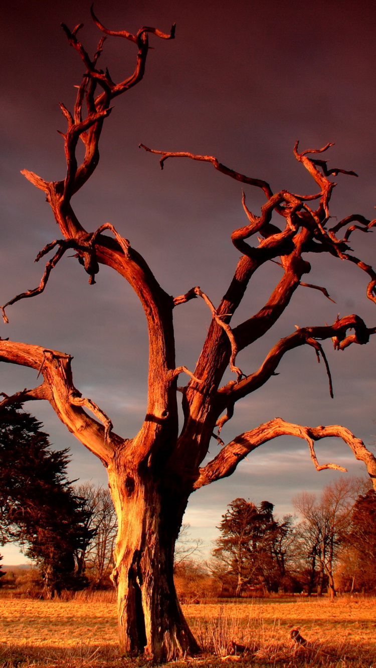 Árbol Sin Hojas en Campo de Hierba Marrón. Wallpaper in 750x1334 Resolution