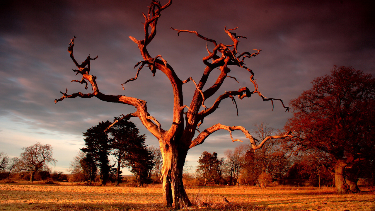 Leafless Tree on Brown Grass Field. Wallpaper in 1280x720 Resolution