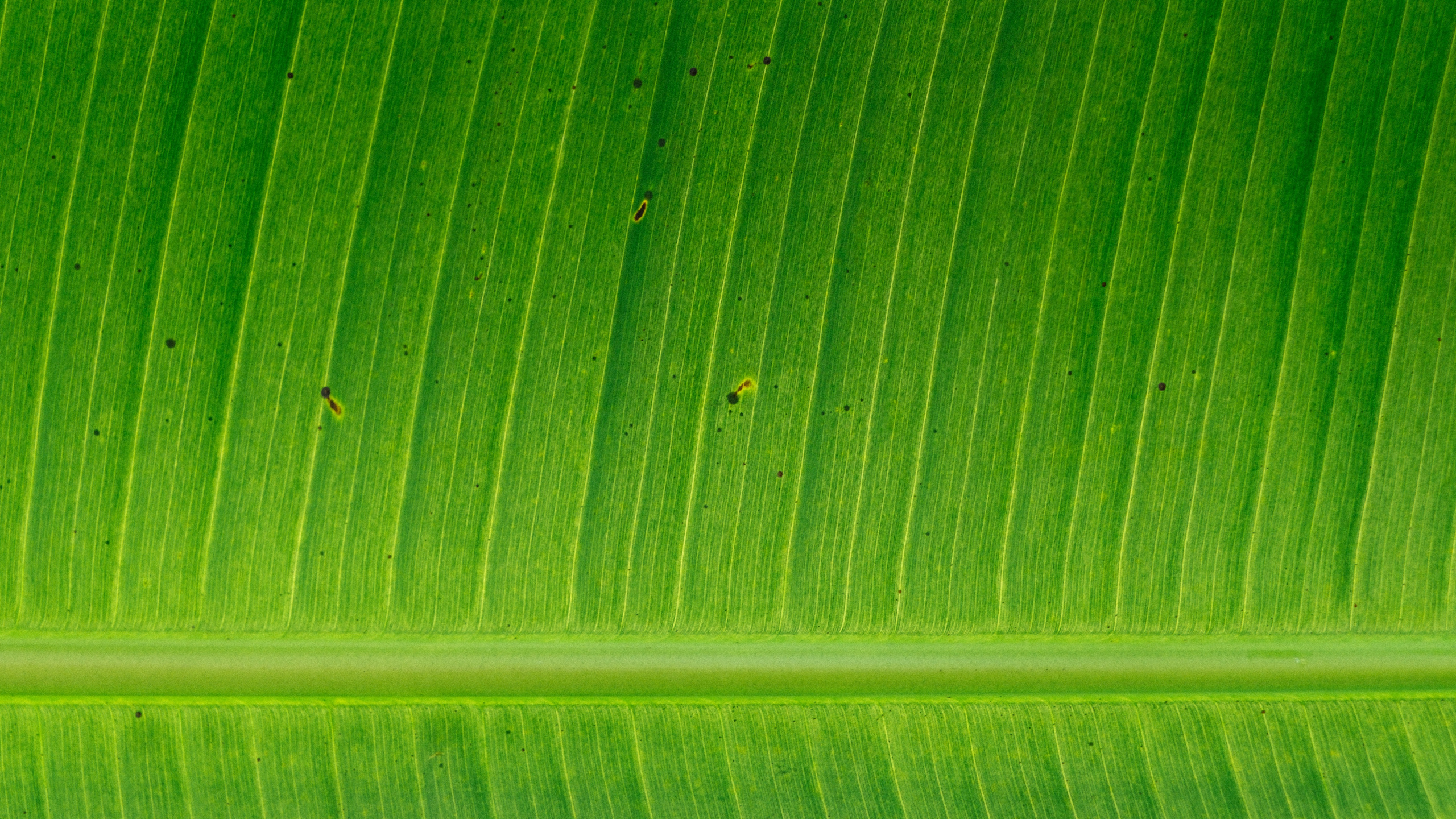 Grünes Blatt in Nahaufnahme. Wallpaper in 2560x1440 Resolution