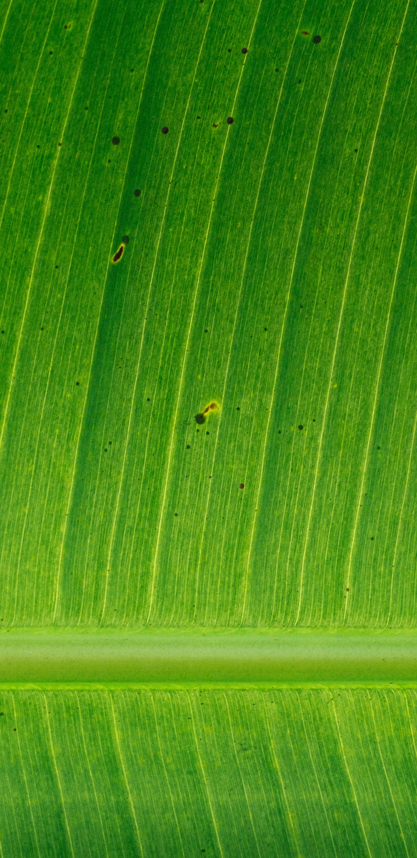 Hoja Verde en Fotografía de Cerca. Wallpaper in 1440x2960 Resolution
