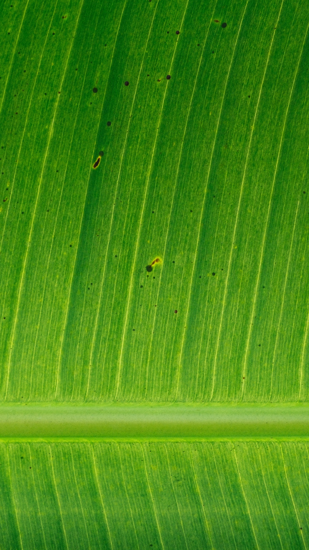 香蕉叶, 植物干, 绿色的, 秋天的叶的颜色, 工厂 壁纸 1080x1920 允许