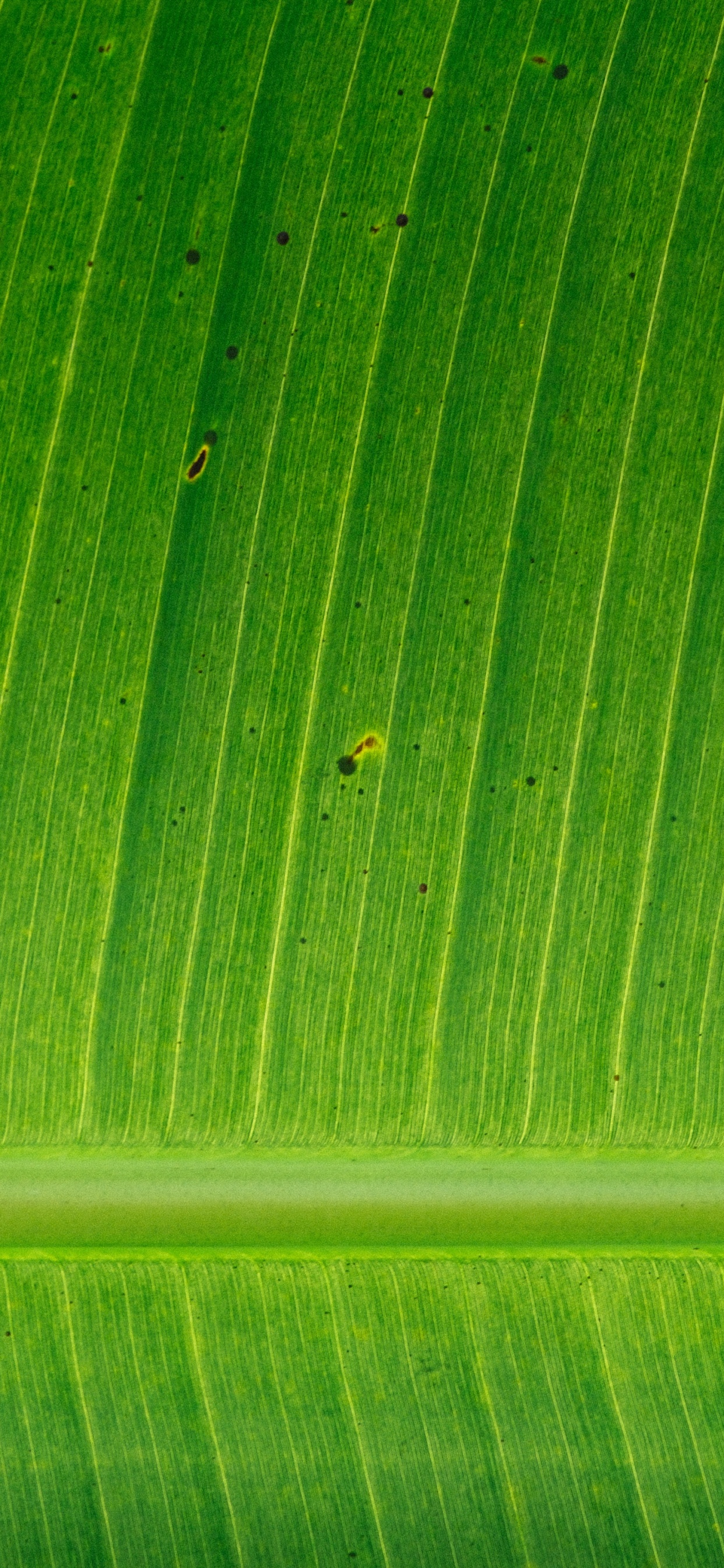 香蕉叶, 植物干, 绿色的, 秋天的叶的颜色, 工厂 壁纸 1242x2688 允许