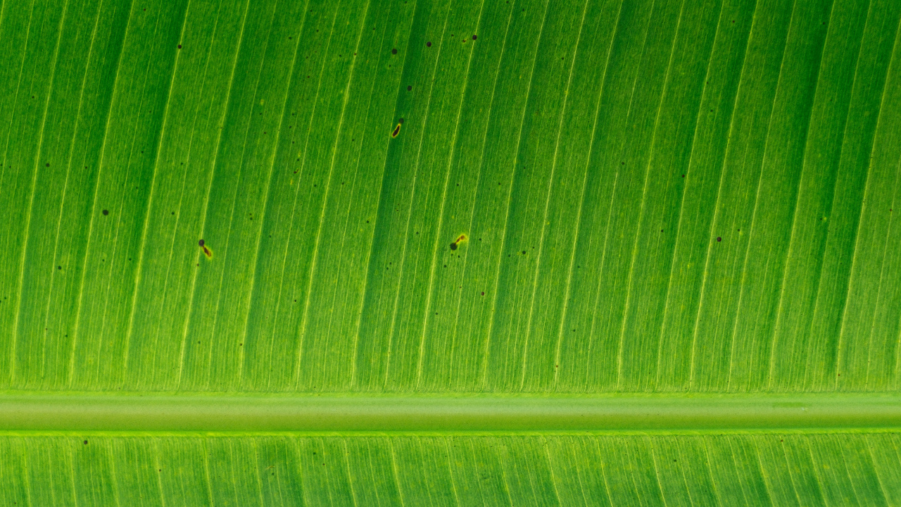 香蕉叶, 植物干, 绿色的, 秋天的叶的颜色, 工厂 壁纸 1280x720 允许