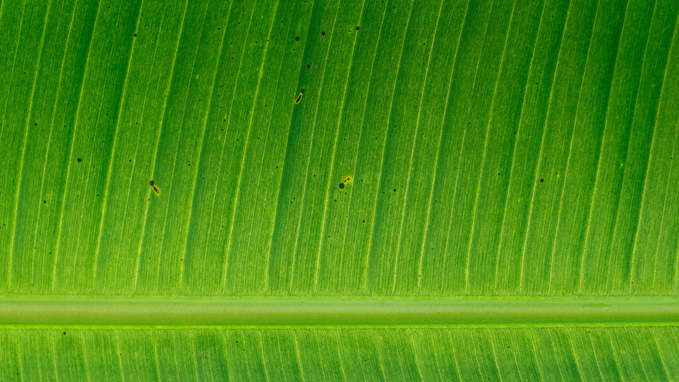 香蕉叶, 植物干, 绿色的, 秋天的叶的颜色, 工厂 壁纸 1366x768 允许