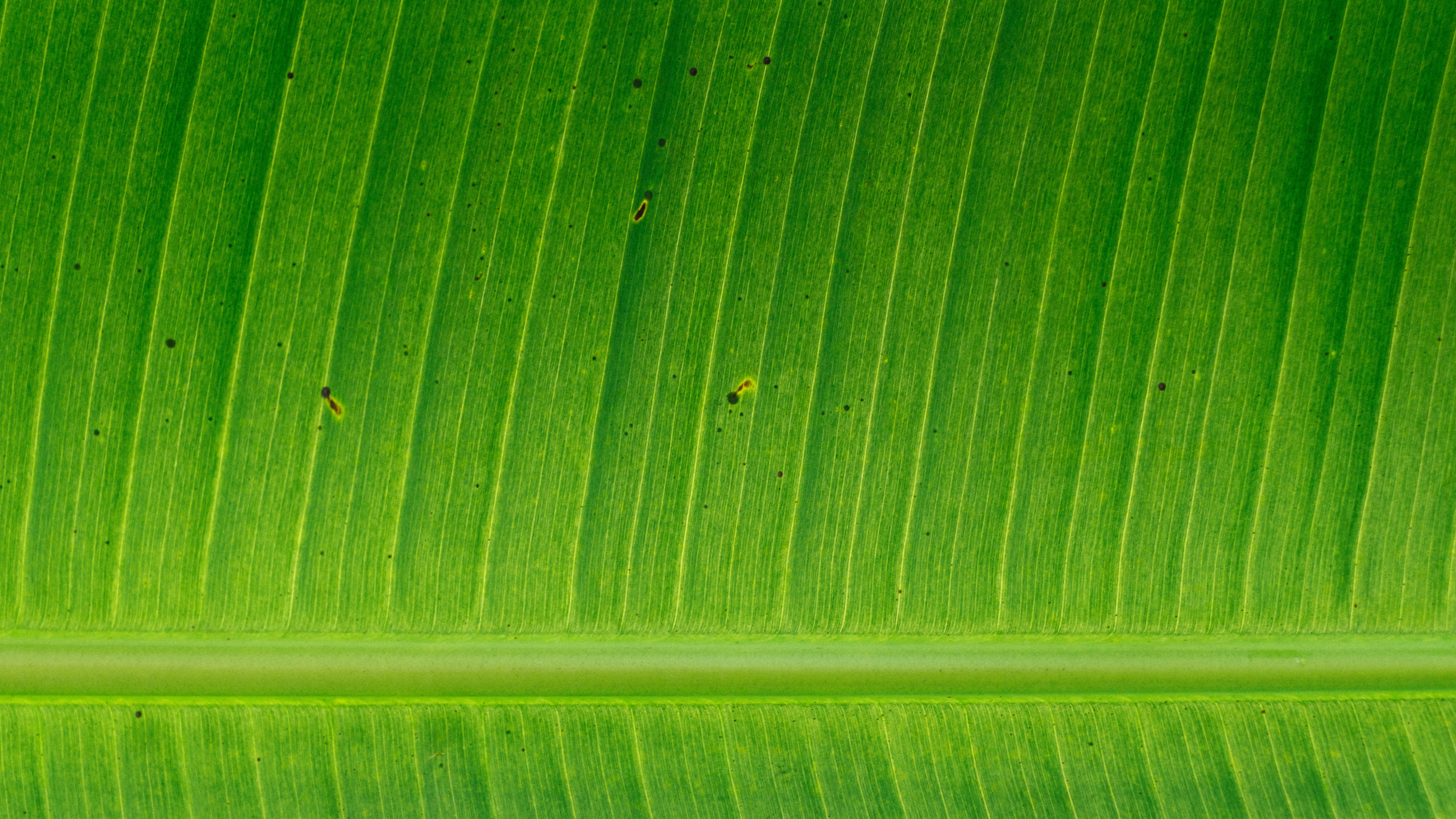 香蕉叶, 植物干, 绿色的, 秋天的叶的颜色, 工厂 壁纸 2560x1440 允许