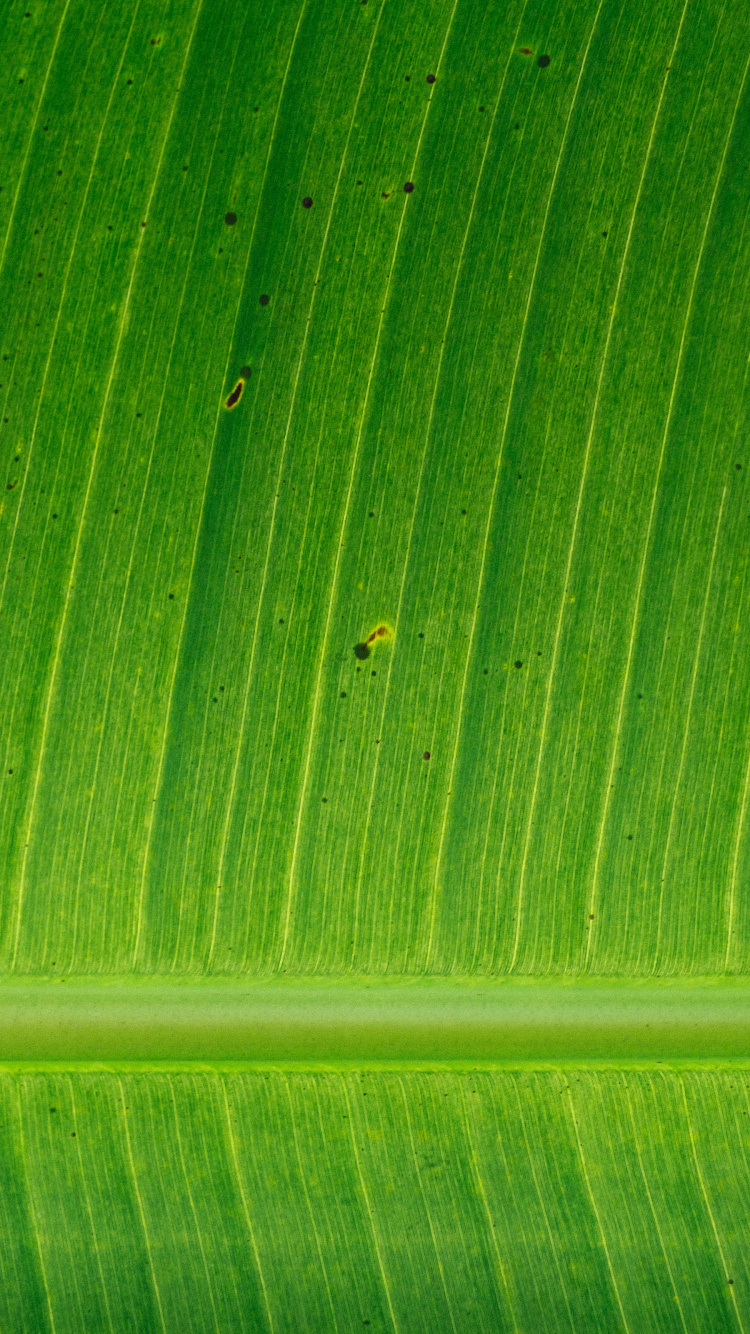 香蕉叶, 植物干, 绿色的, 秋天的叶的颜色, 工厂 壁纸 750x1334 允许