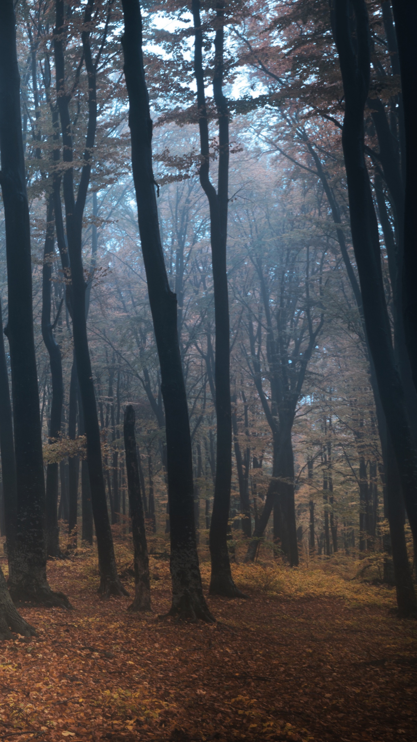 Braune Bäume Auf Braunen Getrockneten Blättern. Wallpaper in 1440x2560 Resolution