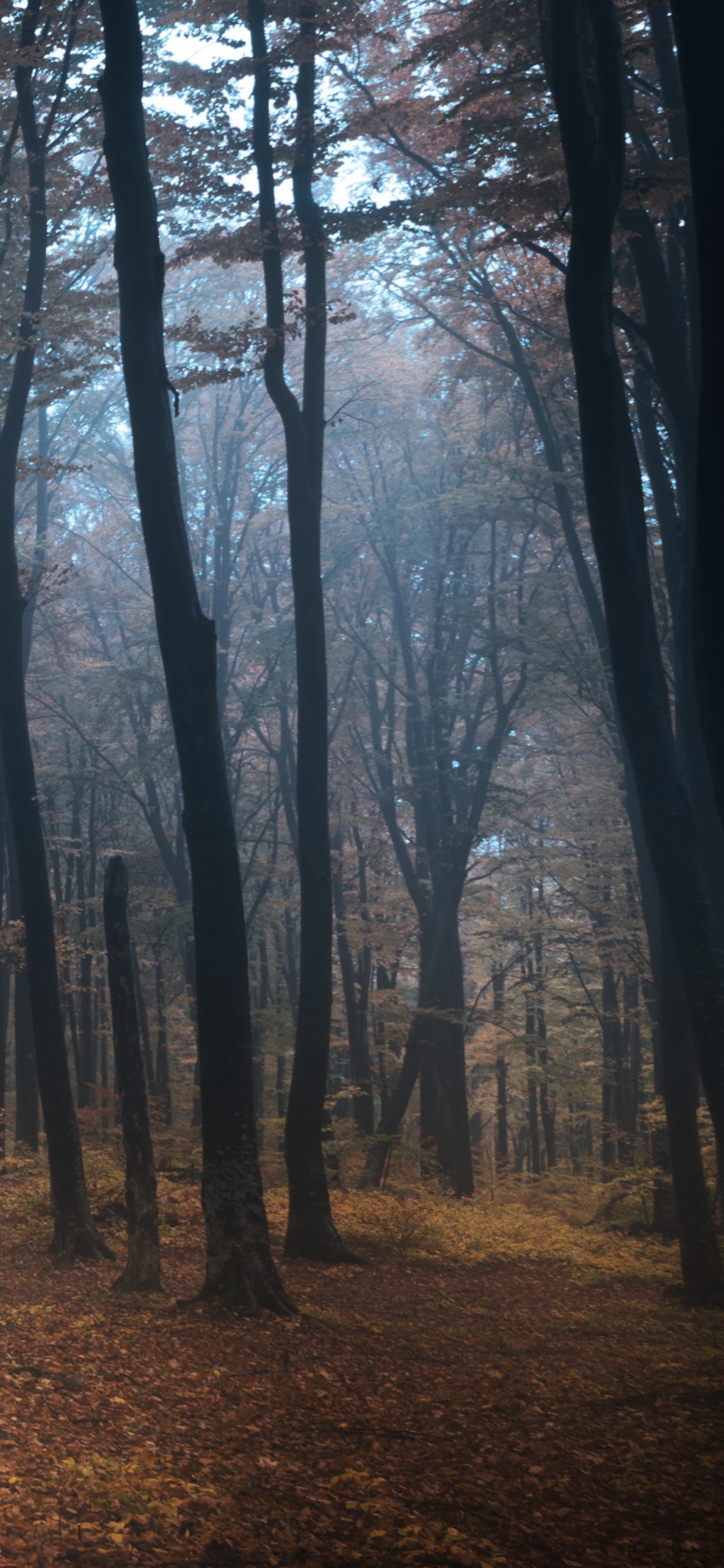 Brown Trees on Brown Dried Leaves. Wallpaper in 1125x2436 Resolution
