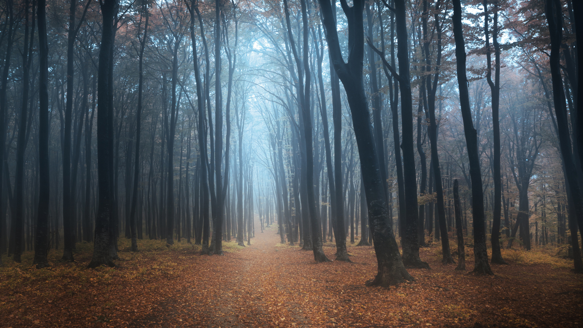 Brown Trees on Brown Dried Leaves. Wallpaper in 1920x1080 Resolution