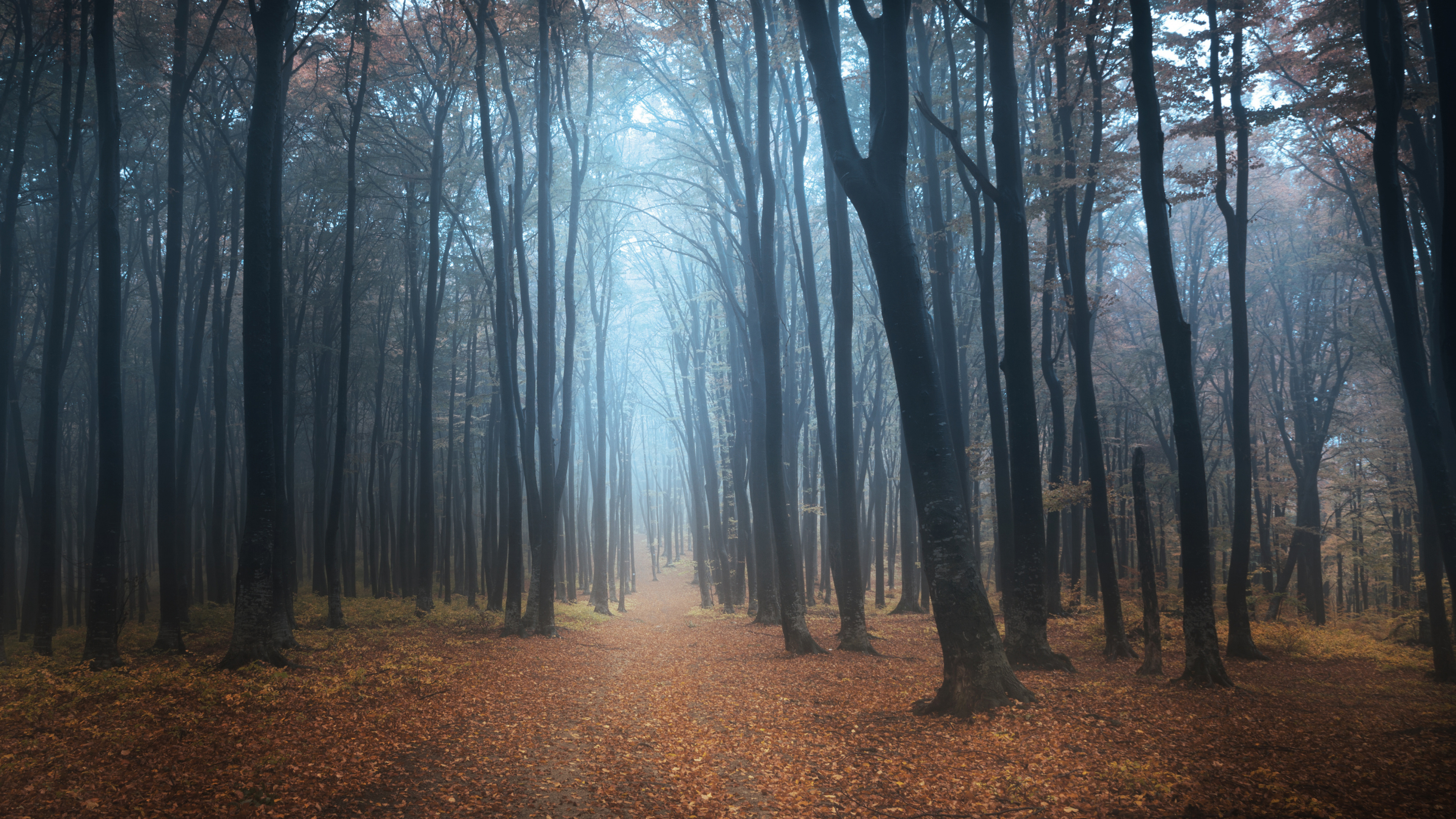 Brown Trees on Brown Dried Leaves. Wallpaper in 3840x2160 Resolution