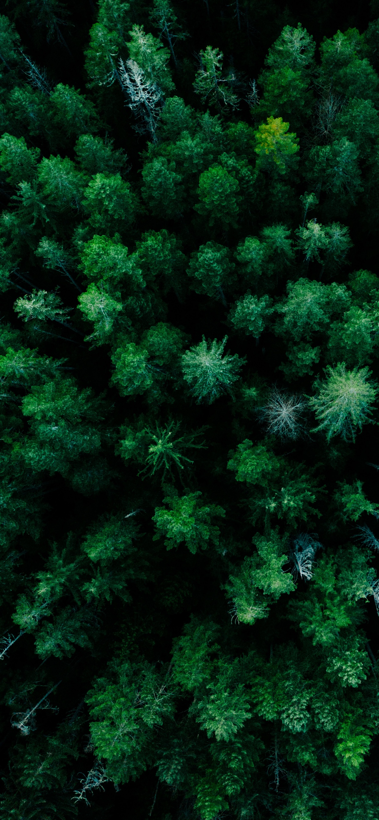 la Comunidad Vegetal, Alerce, Planta Terrestre, Evergreen, Submarino. Wallpaper in 1242x2688 Resolution