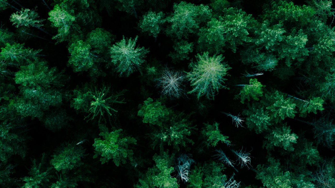 la Comunidad Vegetal, Alerce, Planta Terrestre, Evergreen, Submarino. Wallpaper in 1280x720 Resolution