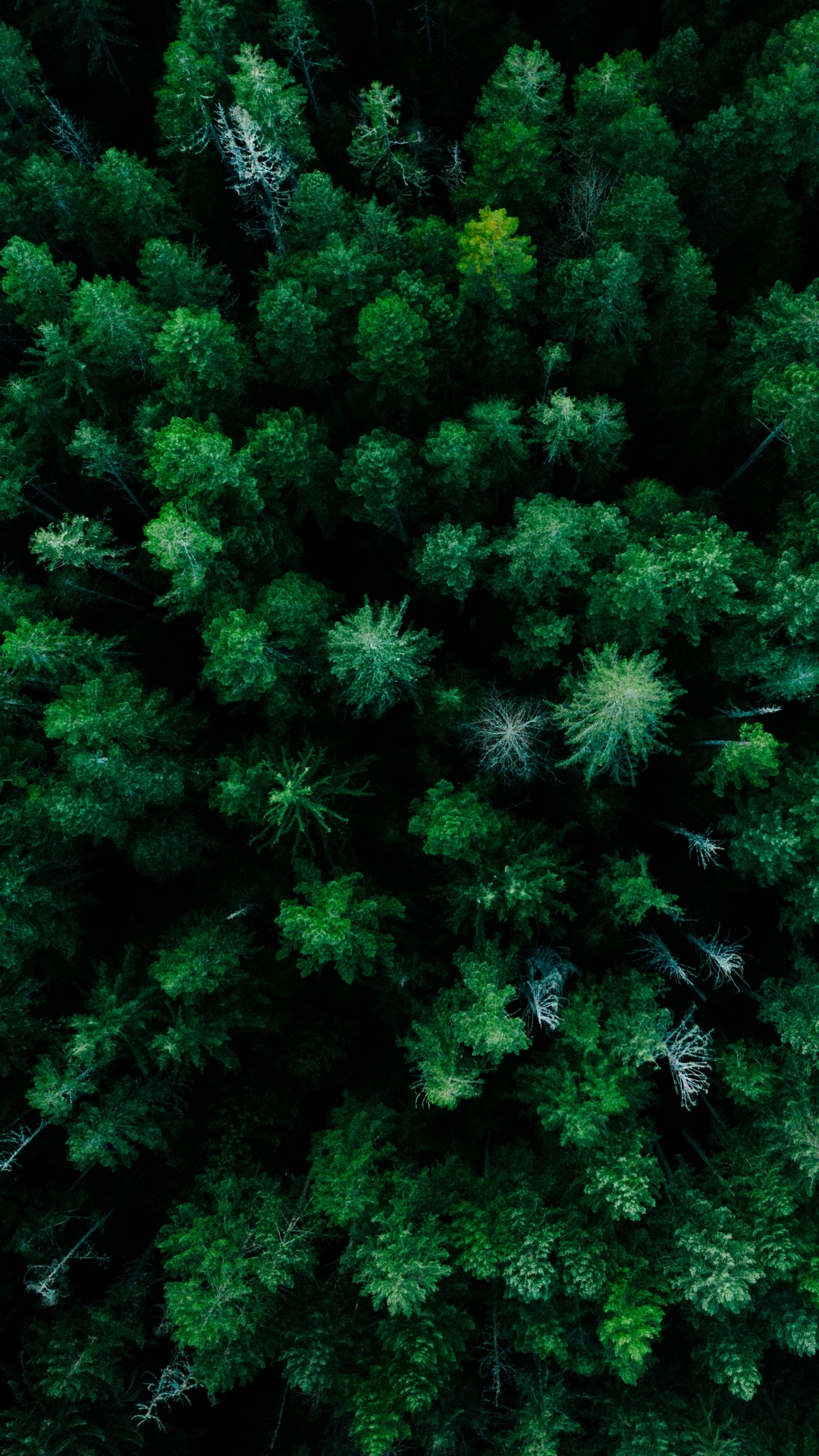 Pflanzen-Gemeinschaft, Lärche, Terrestrische Pflanzen, Immergrün, Baum. Wallpaper in 1080x1920 Resolution