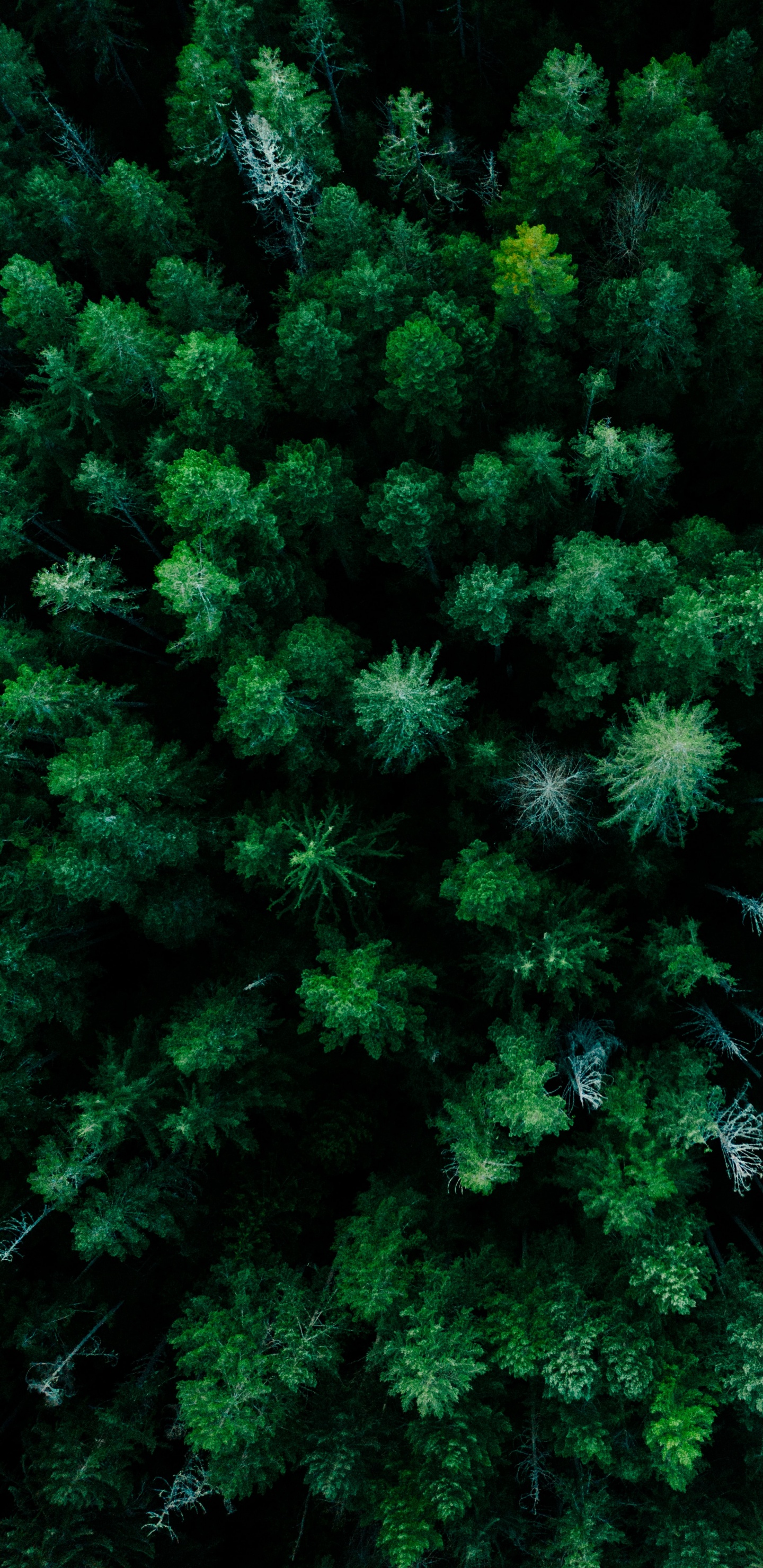 Pflanzen-Gemeinschaft, Lärche, Terrestrische Pflanzen, Immergrün, Baum. Wallpaper in 1440x2960 Resolution