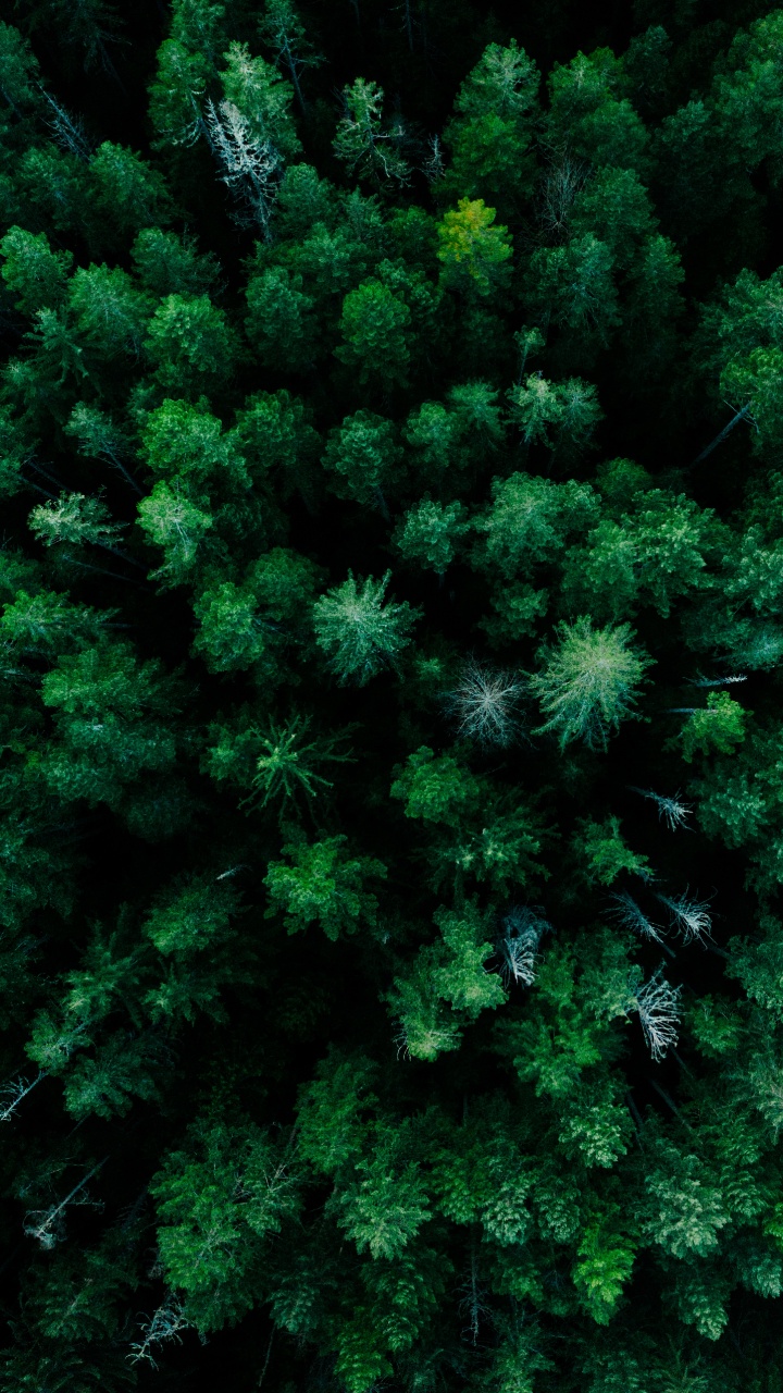 Pflanzen-Gemeinschaft, Lärche, Terrestrische Pflanzen, Immergrün, Baum. Wallpaper in 720x1280 Resolution