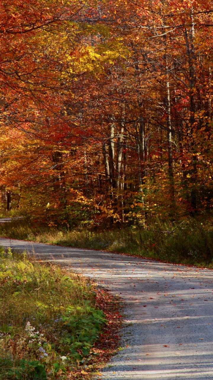 Herbst, Blatt, Baum, Holz, Naturlandschaft. Wallpaper in 720x1280 Resolution