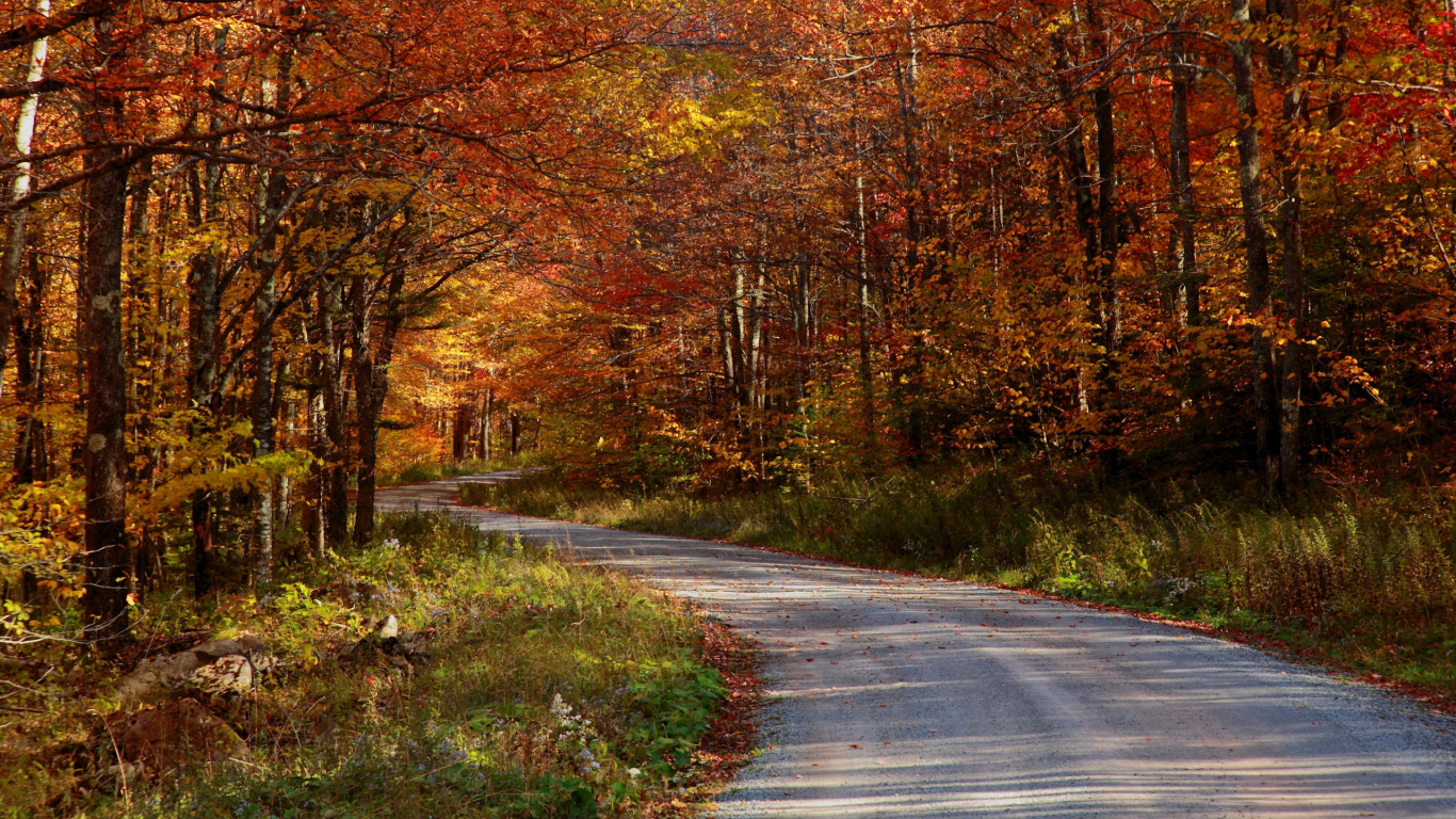 Madera, Paisaje Natural, Sucursal, la Superficie de la Carretera, Cuerpo de Agua. Wallpaper in 1366x768 Resolution