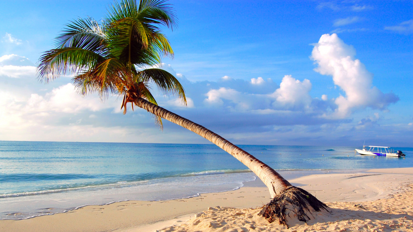 Coconut Tree on Beach Shore During Daytime. Wallpaper in 1366x768 Resolution
