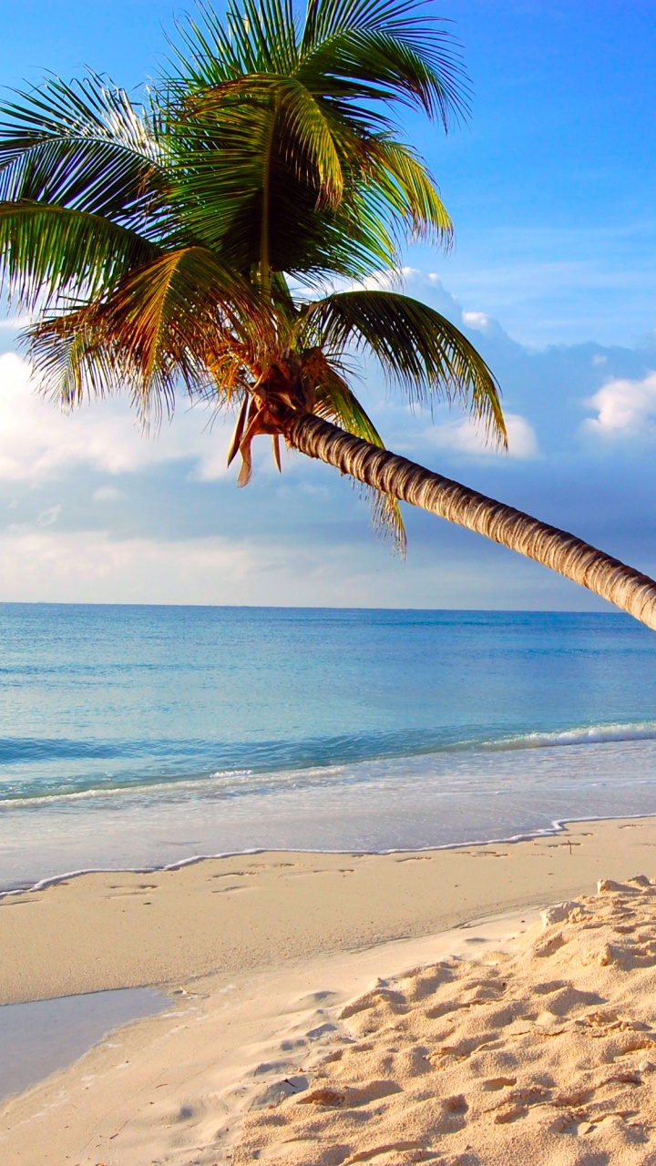 Coconut Tree on Beach Shore During Daytime. Wallpaper in 720x1280 Resolution