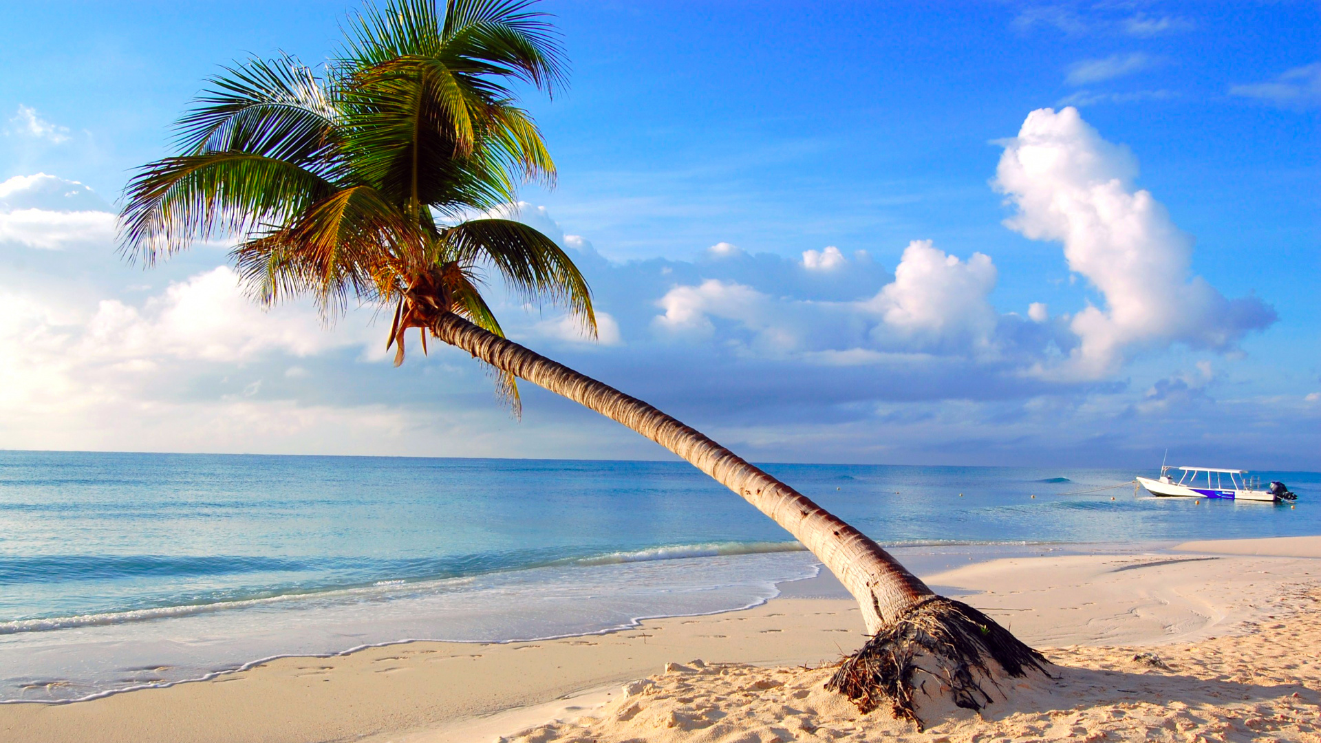 Cocotier Sur la Plage Pendant la Journée. Wallpaper in 1920x1080 Resolution