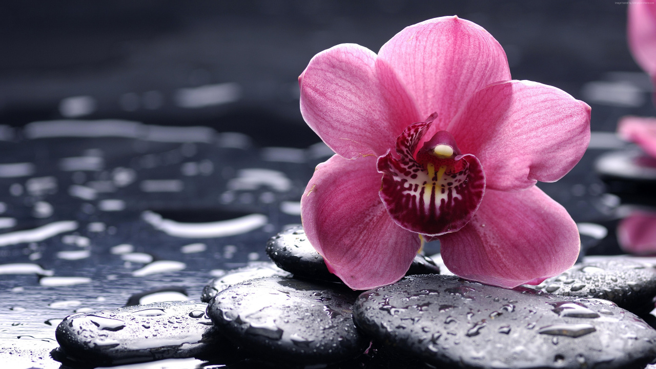 Pink Flower on Black Surface. Wallpaper in 1280x720 Resolution