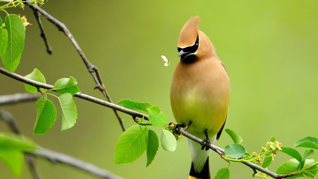 Yellow and Black Bird on Tree Branch. Wallpaper in 1280x720 Resolution
