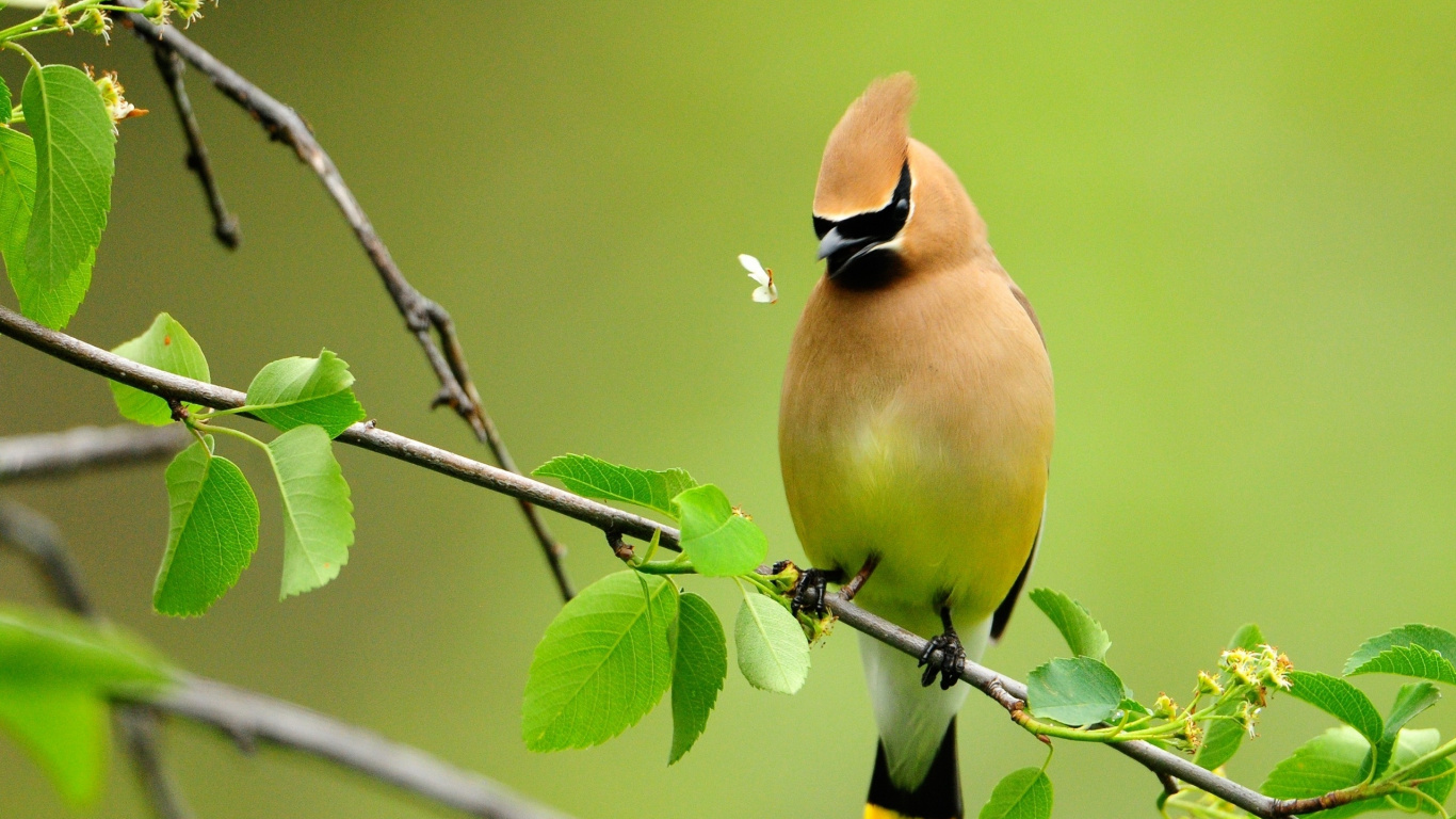 Yellow and Black Bird on Tree Branch. Wallpaper in 1366x768 Resolution