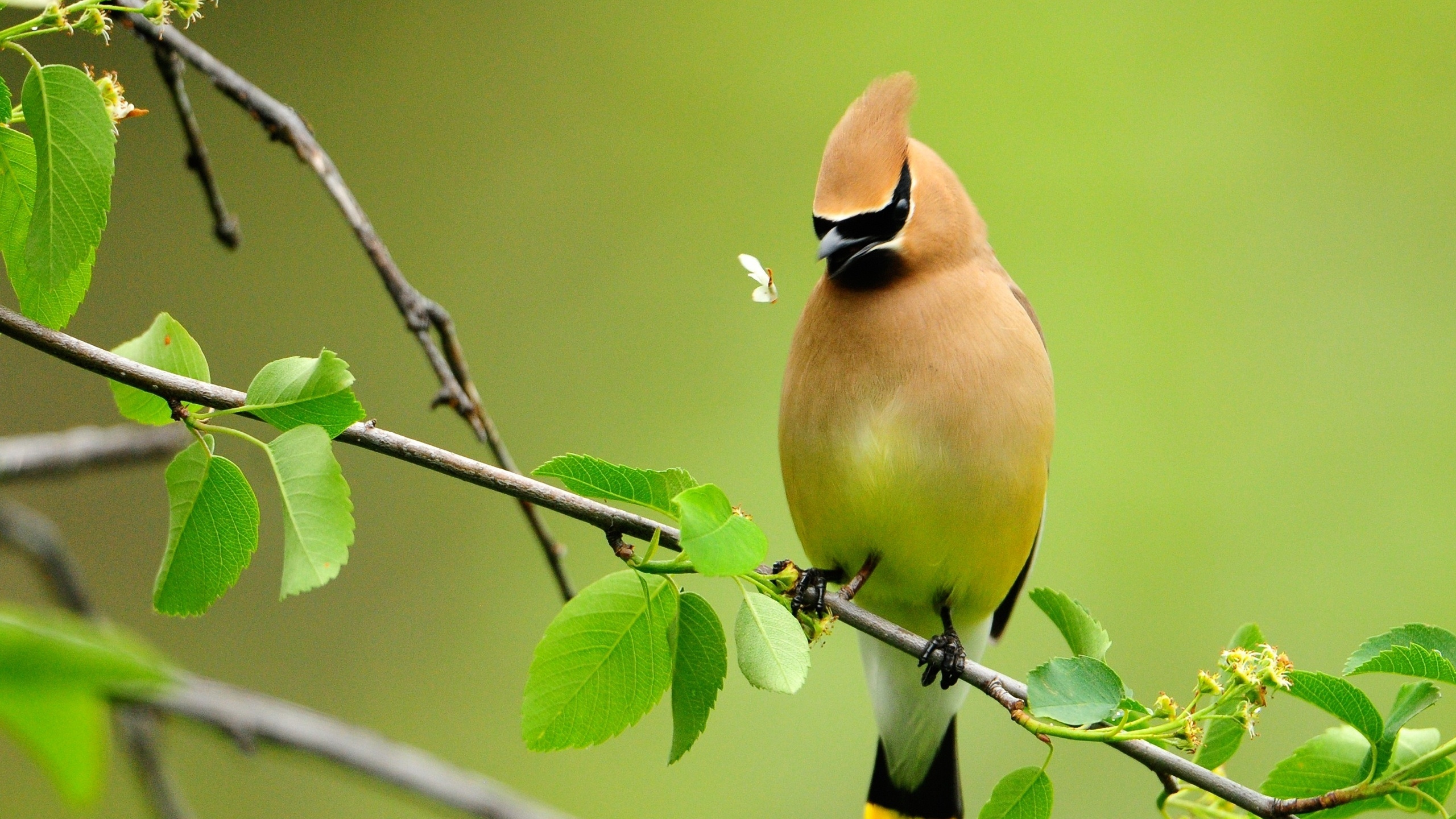 Yellow and Black Bird on Tree Branch. Wallpaper in 2560x1440 Resolution